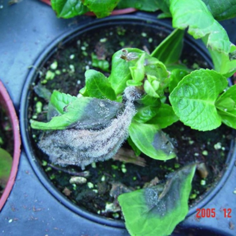 Severely infected plant with masses of spores which can be easily seen with a hand lens. The spores are easily moved by wind, and greenhouse practices of over-watering and handling moves the spores around the production units.